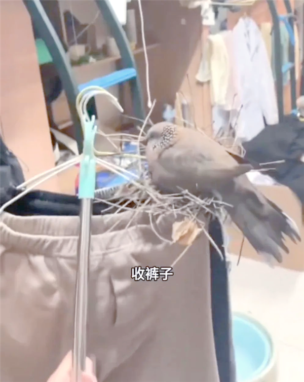 斑鸠在城市中数量不断增加：一项无可比拟的优势
