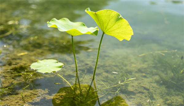 杭州西湖将连续一周撒 7 吨漂白粉:净化荷花生长区水质