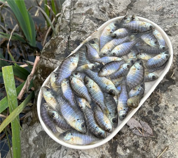 成都多湖现黑耳怪鱼!系入侵物种:北美蓝鳃太阳鱼