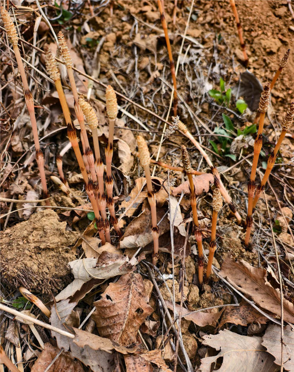 8 岁男孩爬山识草预判山下藏金矿 与 AI 给出的结果高度吻合