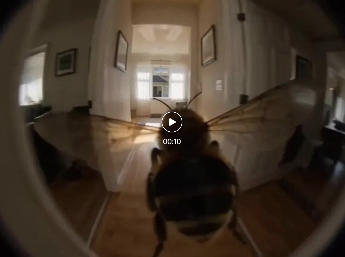 蜜蜂视角镜头画面