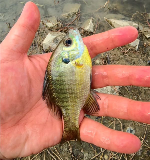 成都多湖现黑耳怪鱼!系入侵物种:北美蓝鳃太阳鱼