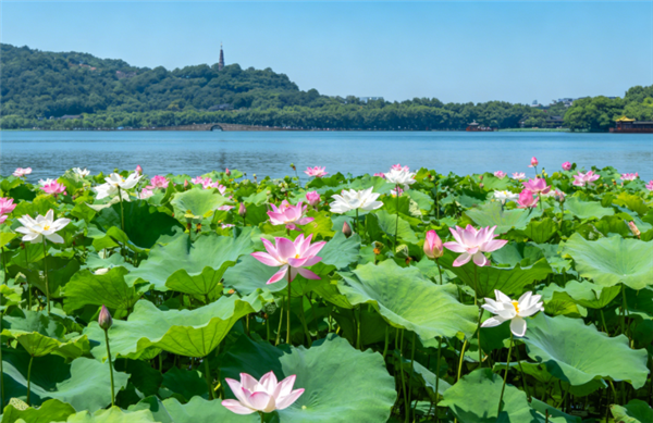杭州西湖将连续一周撒 7 吨漂白粉:净化荷花生长区水质