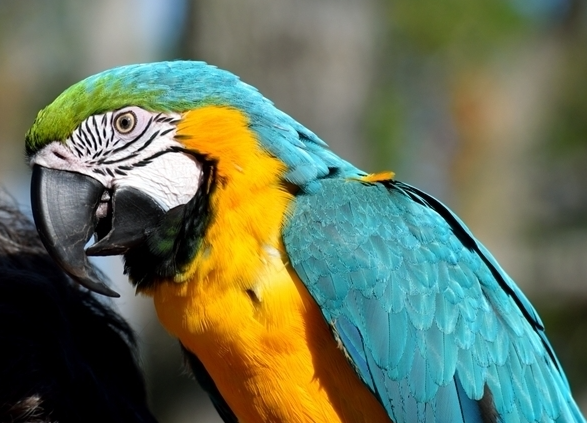 男子因逗鹦鹉发烧一周后住进 ICU 医生：该病症有几率复发