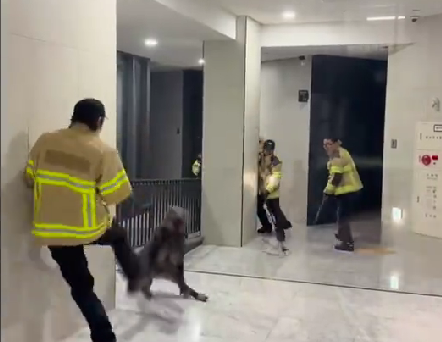 野猪闯入韩国一公寓内乱窜：几名消防员与其大战画面曝光