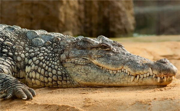 为防偷渡脑洞大开 印度考虑在印孟边境投放蛇和鳄鱼