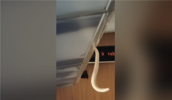 虚惊一场！网传高铁行李架上掉下蛇 官方辟谣：其实是鳗鱼