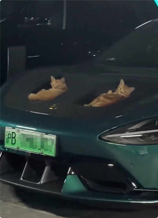 小米SU7 Ultra双风洞被2只猫霸占 网友戏称60万内最好的猫窝