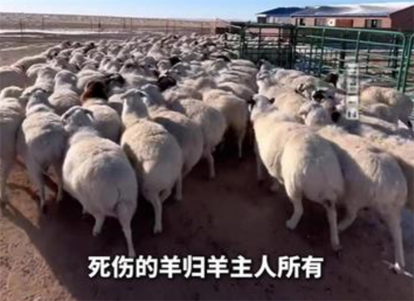 男子自驾撞上羊群致53只羊死伤 被判赔8.48万元 却不能把羊带走