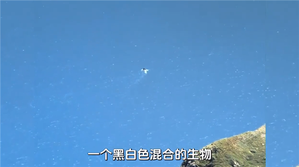 未解之谜破解！长白山天池水怪真容揭秘 一种状似大雁的鸟在水中捕鱼
