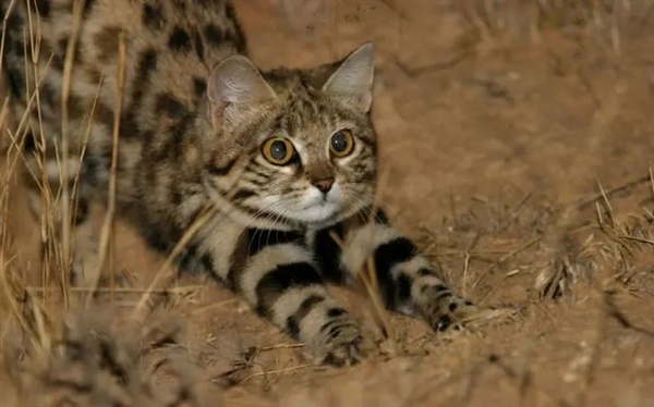 This is the deadliest known feline species! Kills 3000 rodents annually