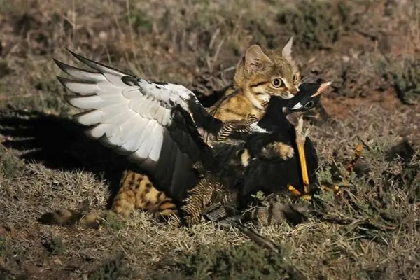 This is the deadliest known feline species! Kills 3000 rodents annually