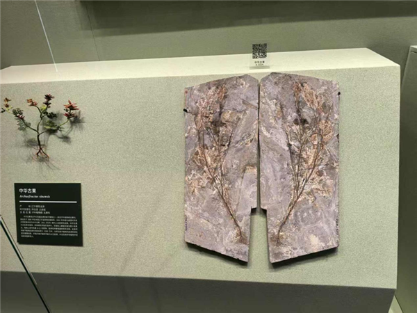 If dinosaurs came to the modern day， could they survive?