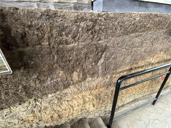 If dinosaurs came to the modern day， could they survive?