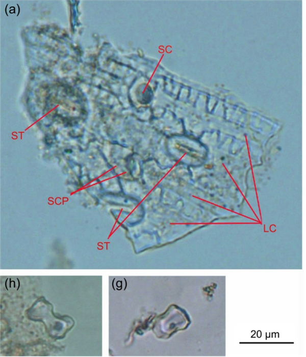 If dinosaurs came to the modern day， could they survive?