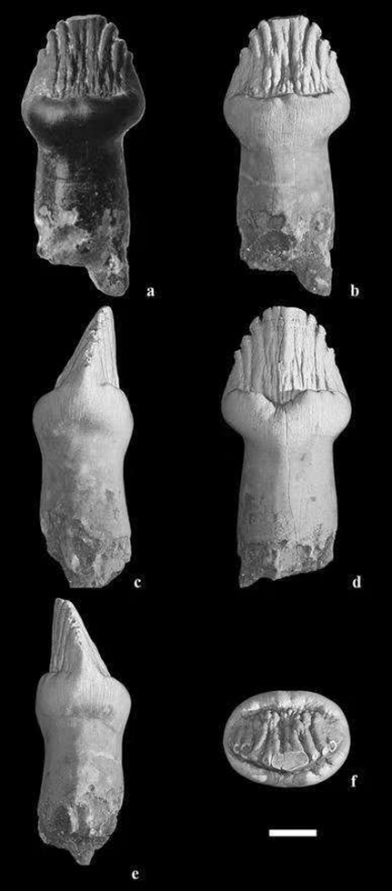 If dinosaurs came to the modern day， could they survive?