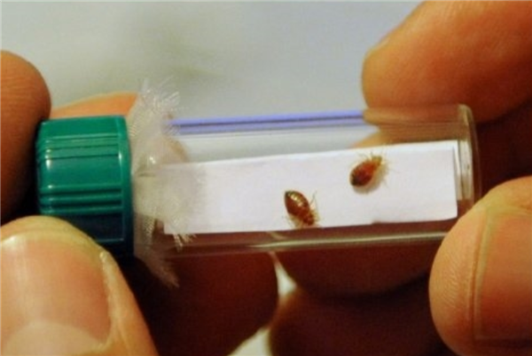 Recent surge in bed bugs! Attention! Attention! Attention!