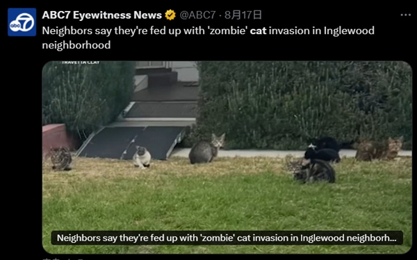 Eerie Scene! Feral Cat Overpopulation in Los Angeles: Frantic Door Scratching at Midnight