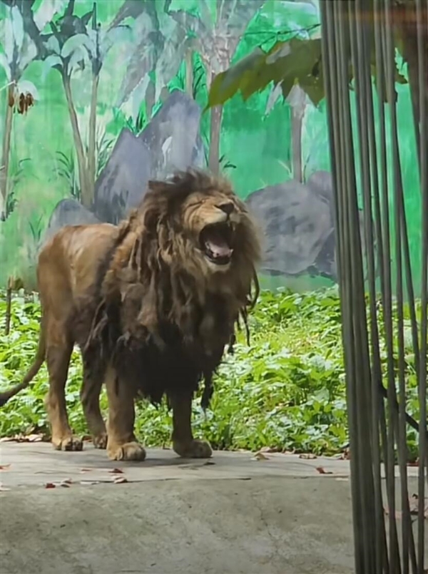 Zoo Lion Becomes Internet Sensation for Resembling a Beggar Due to Dislike of Bathing