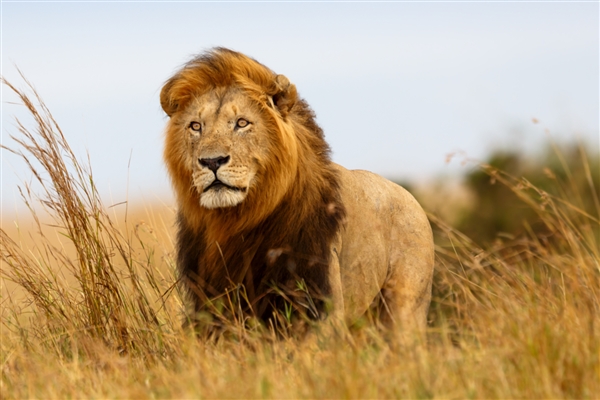Zoo Lion Becomes Internet Sensation for Resembling a Beggar Due to Dislike of Bathing