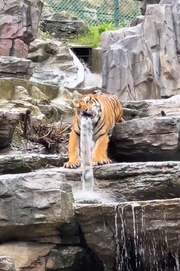 Wildlife park seeks 'fearless driver' with monthly salary of 50，000 RMB