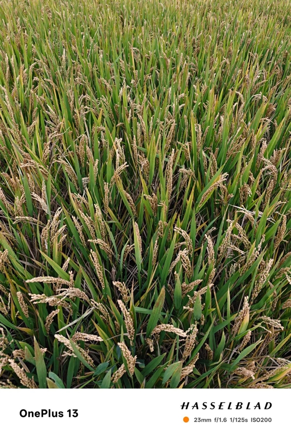 OnePlus 15 at 3999 Yuan Seems Willing to Be a Sub-brand