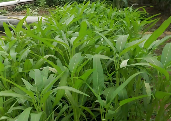 Image related to the trend