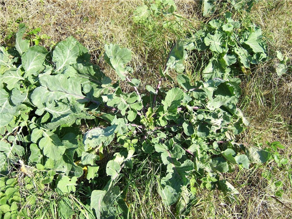 Wild Brassica oleracea