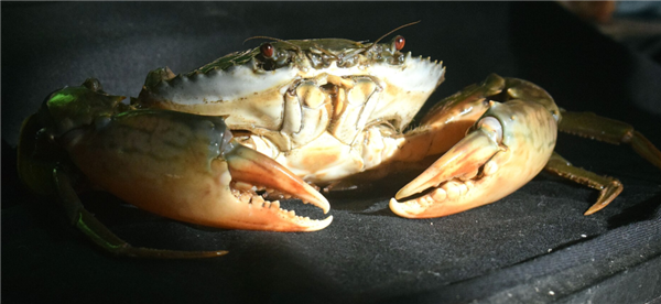 Coastal friends might be tired of seeing swimming crabs