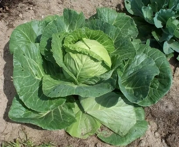Cabbage， also known as headed cabbage - Scientific name: Brassica oleracea L. var. capitata L.