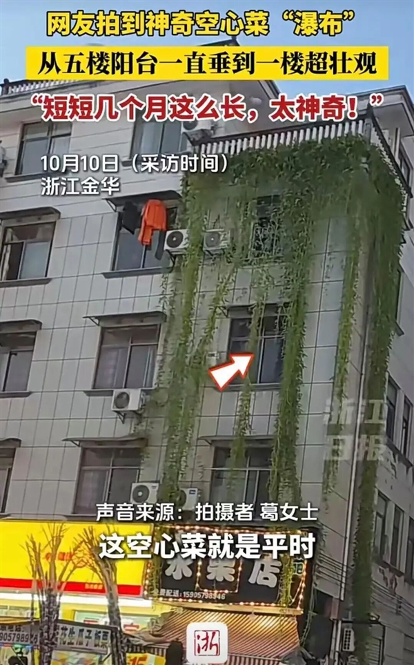 Water Spinach 'Waterfall' Cascades Down a Five-Story Residential Building in Zhejiang