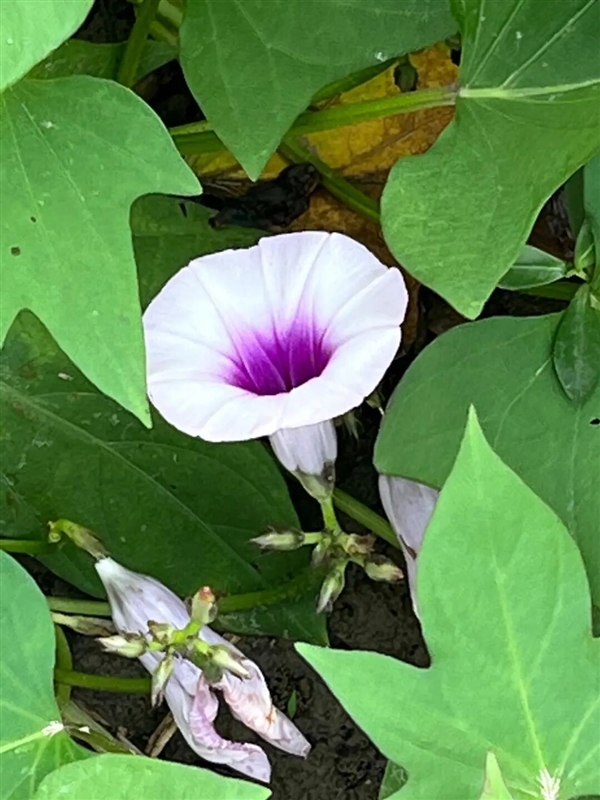 Sweet Potato Flower