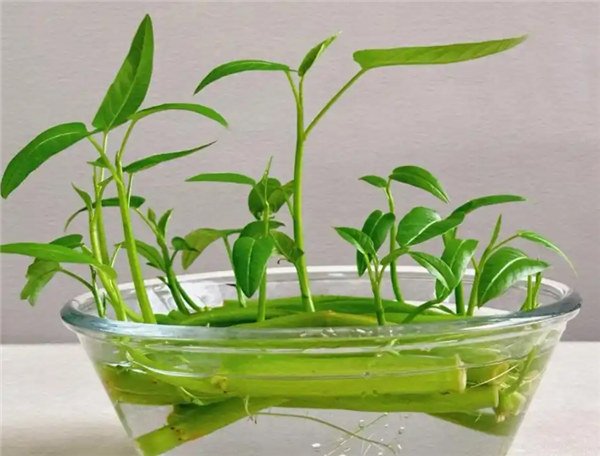Water spinach is easy to hydroponically cultivate