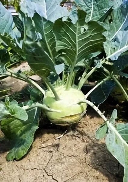 Kohlrabi， also known as turnip cabbage - Scientific name: Brassica oleracea L.var. caulorapa DC.