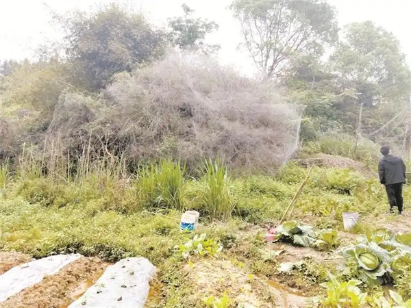 Warning: May cause unease! Scientists discover massive spider nest: Webs stretch 106 sq m in the darkness