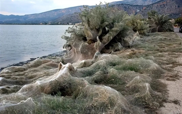 Warning: May cause unease! Scientists discover massive spider nest: Webs stretch 106 sq m in the darkness