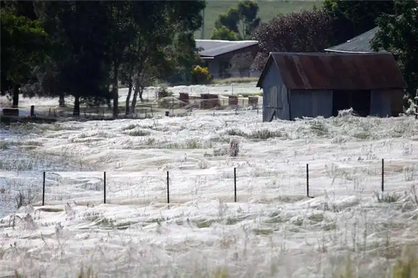 Warning: May cause unease! Scientists discover massive spider nest: Webs stretch 106 sq m in the darkness