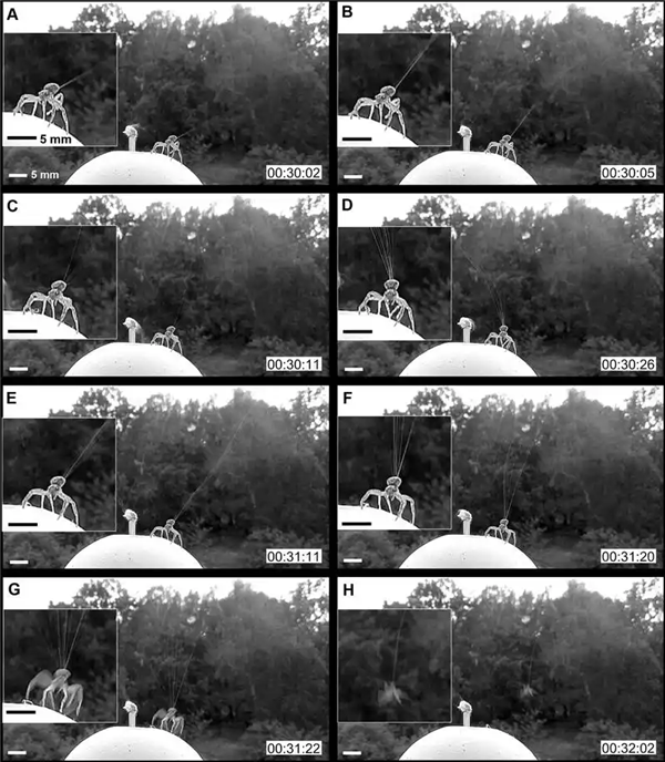 Warning: May cause unease! Scientists discover massive spider nest: Webs stretch 106 sq m in the darkness